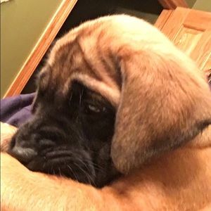 Meet your Posher, Abby